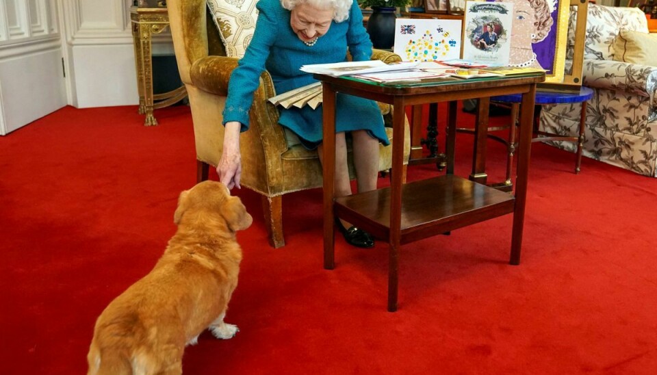 Her ses dronning Elizabeth sammen med corgien Candy. Billedet er fra februar i år.