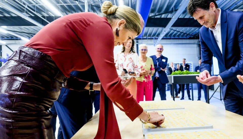 Den hollandske dronning Maxima var i bordeaux sæt, da hun forleden besøgte Maan Group i den hollandske by Raalte Den hollandske dronning Maxima var i bordeaux sæt, da hun forleden besøgte Maan Group i den hollandske by Raalte