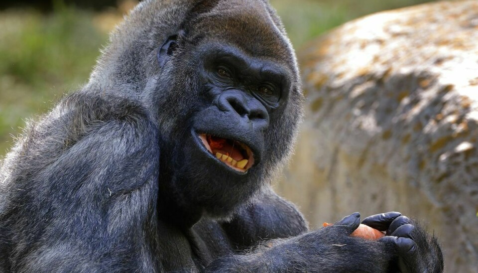 61-årige Ozzie, der blev fundet død i Zoo Atlanta tiorsdag den 25. januar, blev regnet for verdens ældste levende han-gorilla.