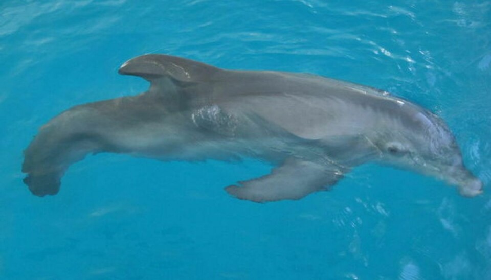 Delfinen Winter fik amputeret sin hale og fik siden hen en haleprotese.
