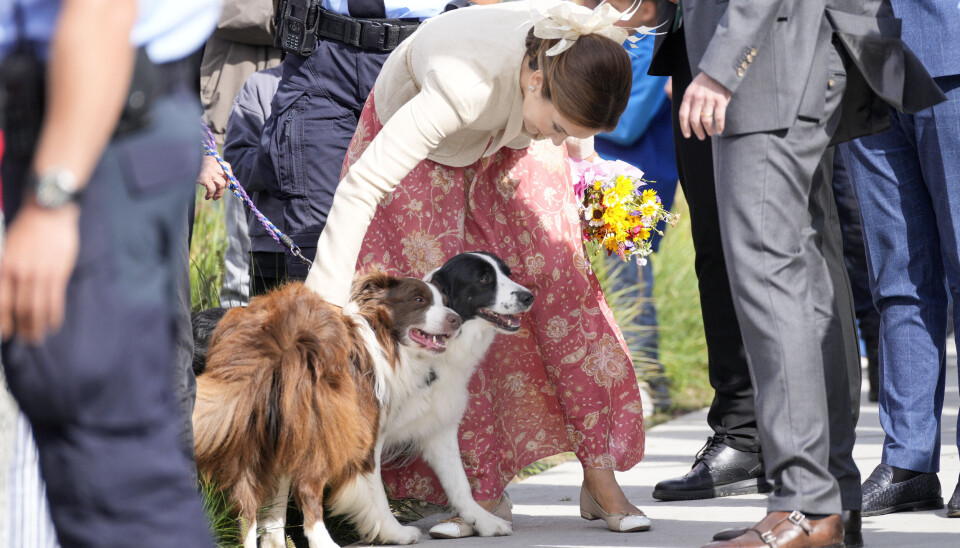 Mary får sig en snak med sin egen hunds far, Eagle, som hun helt uventet stødte på under kongeparrets besøg i Assens onsdag.