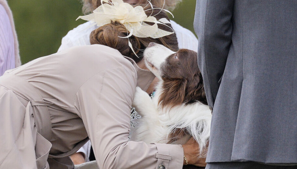 Der var både hundekys og kram fra Eagle til Mary, da de helt uventet stødte på hinanden i Assens onsdag.