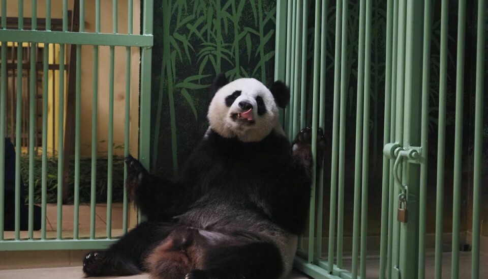 Her ses pandaen Huan Huan, kort tid før hun fødte to unger natten til mandag. Huan Huan, der betyder lykke på kinesisk, er udlånt til Frankrig af Kina.