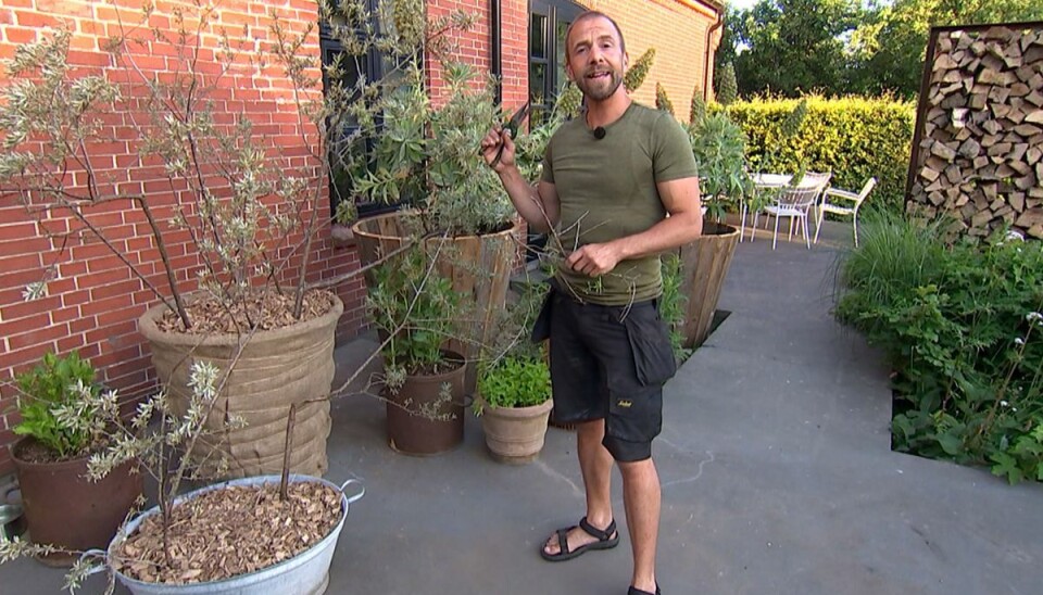 Tv-vært Søren Vester i sin have i Thise. Han har overtaget DR's haveprogrammer efter den kendte havemand Søren Ryge. - Der er måske nogle, som mener, at man ikke skal pille ved arvesølvet. Men det mener jeg heller ikke, at vi har gjort, siger Søren Vester. (Stillfoto) Tv-vært Søren Vester i sin have i Thise. Han har overtaget DR's haveprogrammer efter den kendte havemand Søren Ryge. - Der er måske nogle, som mener, at man ikke skal pille ved arvesølvet. Men det mener jeg heller ikke, at vi har gjort, siger Søren Vester. (Stillfoto)