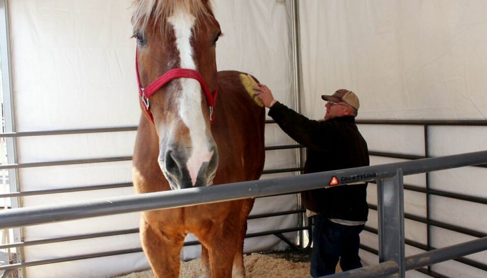 Big Jake ses her sammen med sin ejer, Jerry Gilbert. Foto: Carrie Antlfinger/AP/Ritzau Scanpix