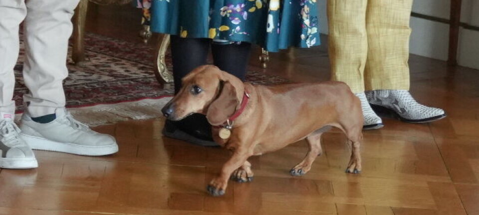 Dronningens faste følgesvend sneg sig med ind