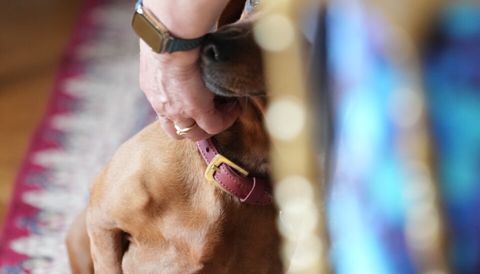 Der var masser af klap og kærtegn til nu 11-årige Tillia på Fredensborg Slot denne onsdag.