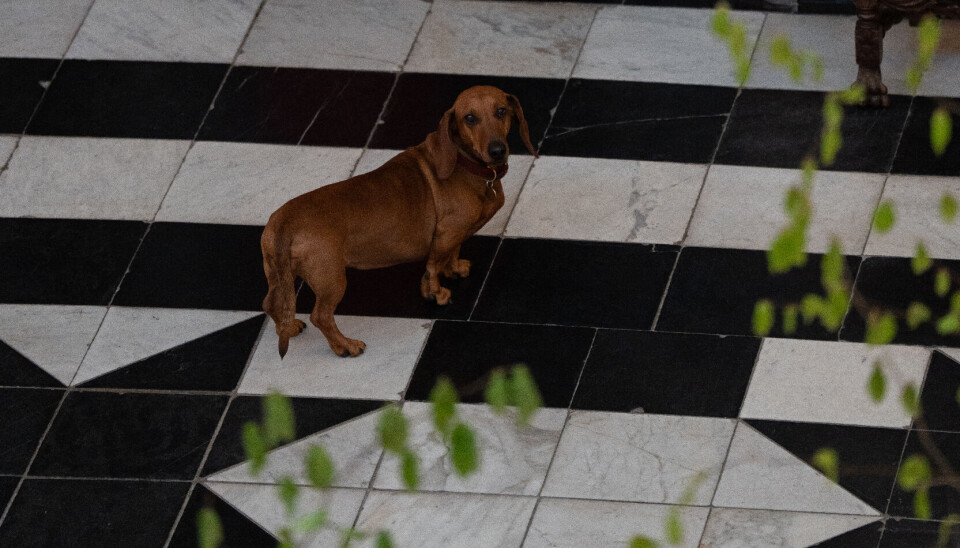 Den Kongelige gravhund 'Tilia' på de bonede gulve