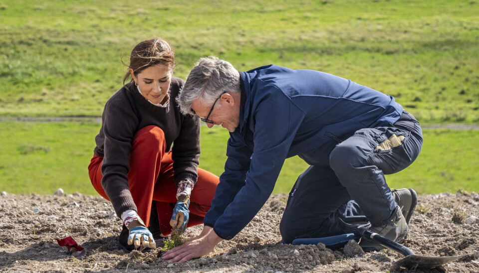 Dronning Mary var under besøget med til at plante merian, der er en vigtig værtsplante for den sjældne sommerfulg, sortplettetblåfugl