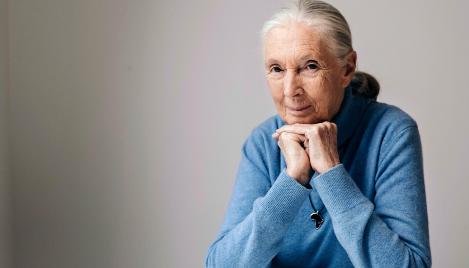Jane Goodall var særligt kendt for sin forskning i chimpansers adfærd, som hun startede med at undersøge i 1960'erne, da hun som 26-årig rejste til Tanzania.