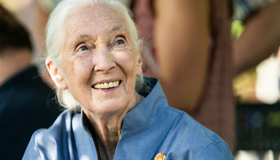 Jane Goodall, som døde onsdag, er den første medvirkende i Netflix' 'Famous Last Words'.
