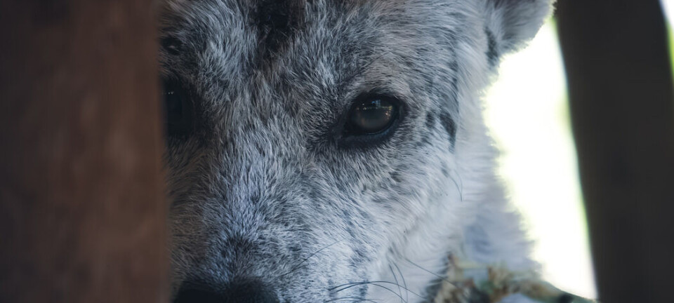 Halloween er lige rundt om hjørnet: Sådan sikrer du din hund ikke dør af skræk