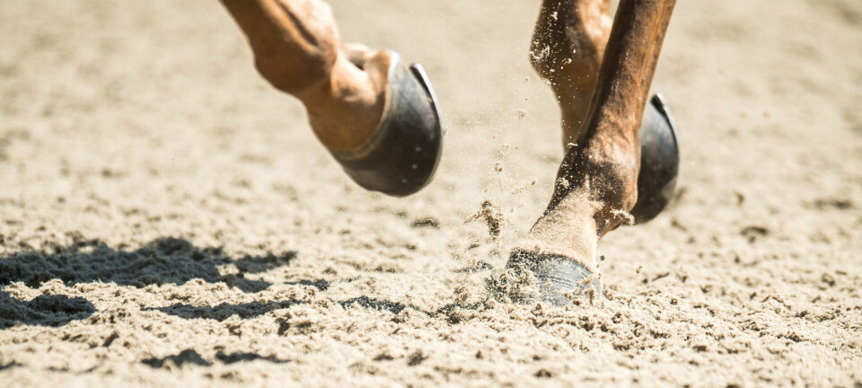 Bag tremmer for fotos af ridepiger