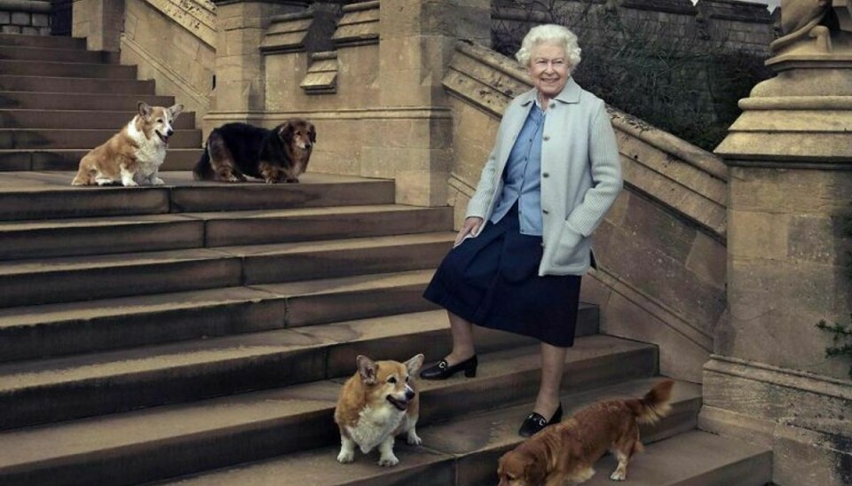 Dronningens hund Holly er død. Her ses hun sammen med alle sine elskede hunde, også Holly.Foto: ANNIE LEIBOVITZ / SCANPIX