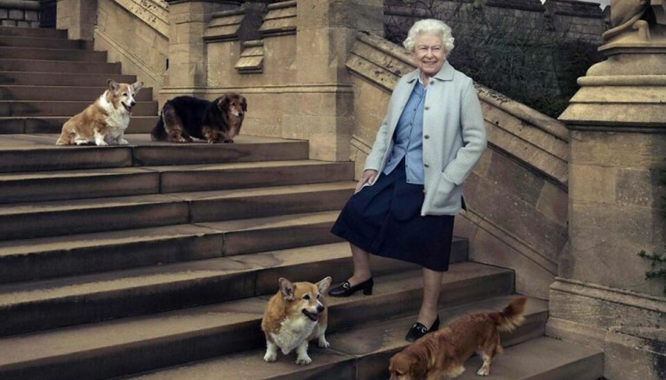 Dronningens hund Holly er død. Her ses hun sammen med alle sine elskede hunde, også Holly.Foto: ANNIE LEIBOVITZ / SCANPIX