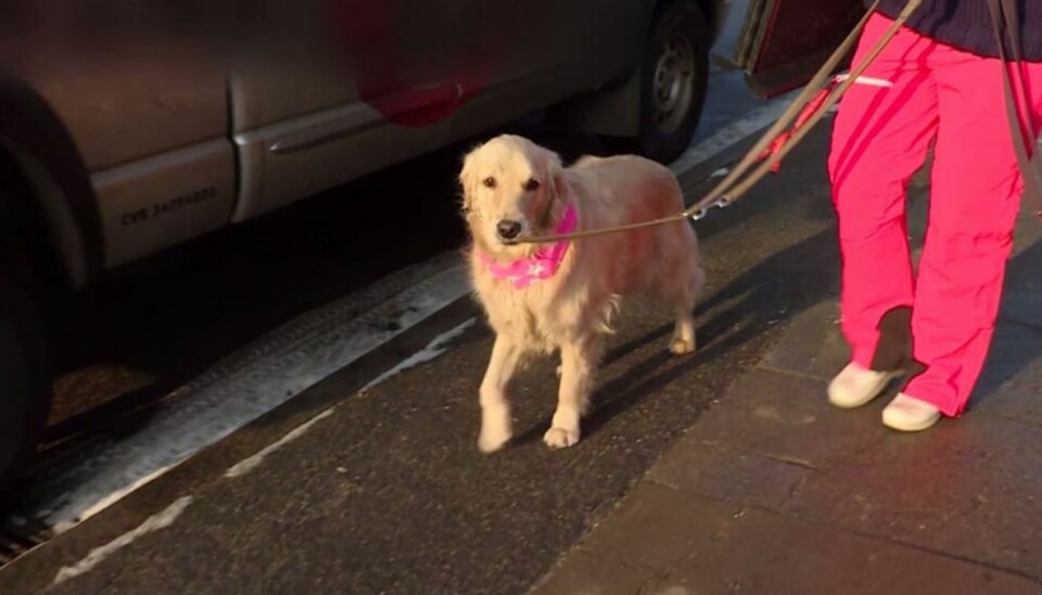 Sødt klip: Linses hund har lært nyt trick Linses hund Jytte har lært et nyt trick. Foto: TV3.