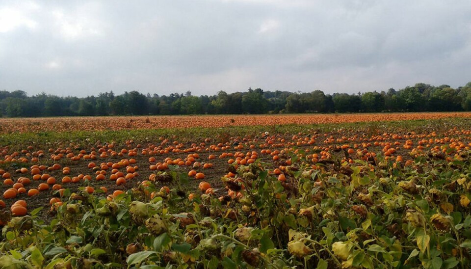 Greve redder Halloween: Sådan fandt han 40.000 ukendte græskar Der er massevis af græskar på Gyldensteen Gods. Foto: Scanpix