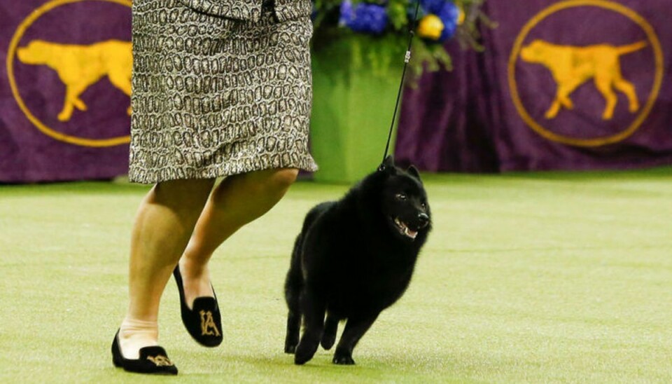 Der var ikke plads til Schipperken “Colton” der blev diskvalificeret inden hovedkonkurrencen. Foto: Scanpix