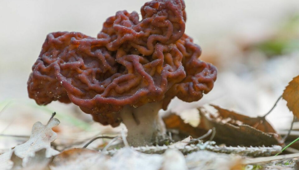 Den svamp, der på dansk hedder almindelig morkel, mistænkes for at være dødsårsag.
