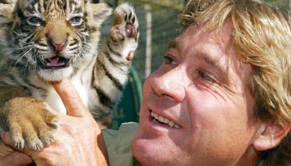 Steve Irwin var kendt for at kunne komme helt tæt på alverdens dyr. Foto: Scanpix.