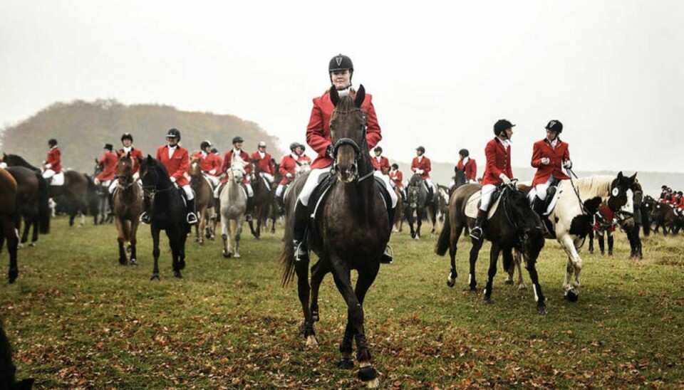 Hubertusjagten er i sig selv en tradition, der hvert år trækker rødklædte ryttere til Foto: Scanpix.