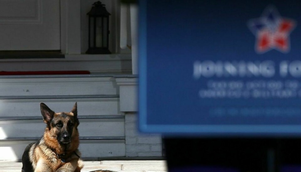 Joe Bidens hund Champ flytter med bror Major ind i Det Hvide Hus. Dermed er huset igen et sted med kæledyr efter fire år uden – og det har været fire år med normbrud, for der plejer at være kæledyr på 1600 Pennsylvania Avenue. Klik gennem galleriet og se nogle af dem. Foto: Scanpix