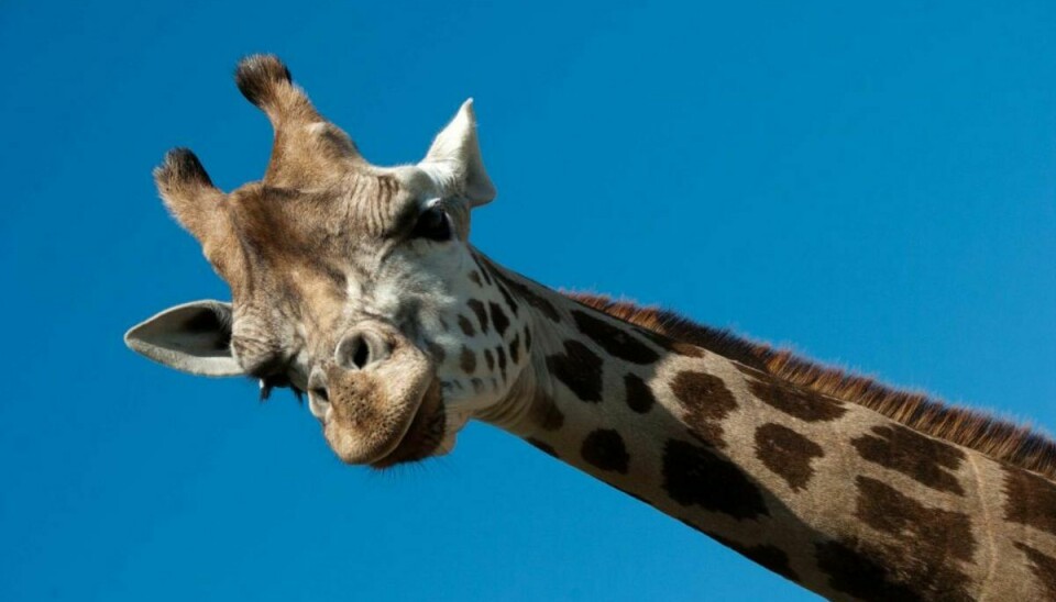 En giraf har nikke en filmfotograf en skalle. Fotografen døde senere af sine kvæstelser. Foto: Colourbox.