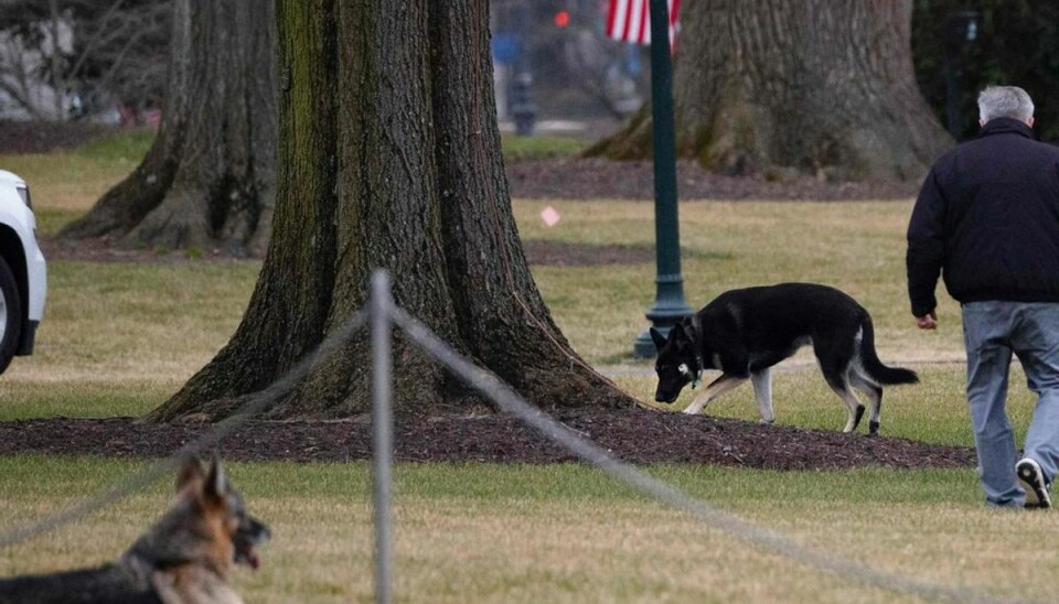Bed ansat: Bidens hunde smidt ud af Det Hvide Hus