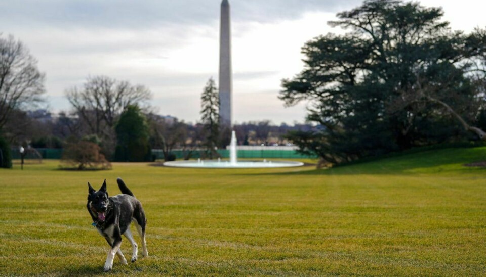 Nu har Joe Bidens hund Major bidt endnu en medarbejder. Foto: Reuters/Ritzau Scanpix