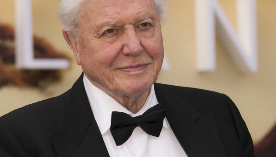 70 år i dag Globetrotteren David Attenborough ved premieren på den nye BBC-serie “Vores Planet” i London i 2019. Lørdag den 8. maj runder han 95 år. – Foto: Joel C. Ryan/Invision/AP/Ritzau Scanpix