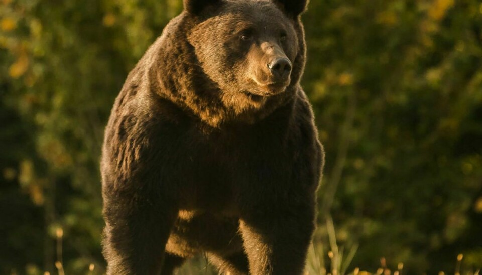 Den private miljøgruppe Agent Green har offentliggjort dette foto af den dræbte bjørn “Arthur”, som var 17 år og “den største”, som er set i Rumænien. Den skal være blevet skudt ulovligt af en prins fra Liechtenstein. – Foto: -/Ritzau Scanpix
