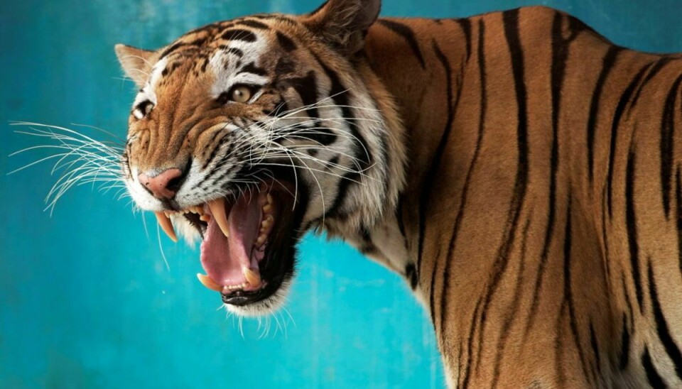 Politiet er ude efter Jeff Lowe’s store kattedyr. Seks tigere er nu konfiskeret (genrefoto). Foto: Alexandre Meneghini/Reuters/Ritzau Scanpix