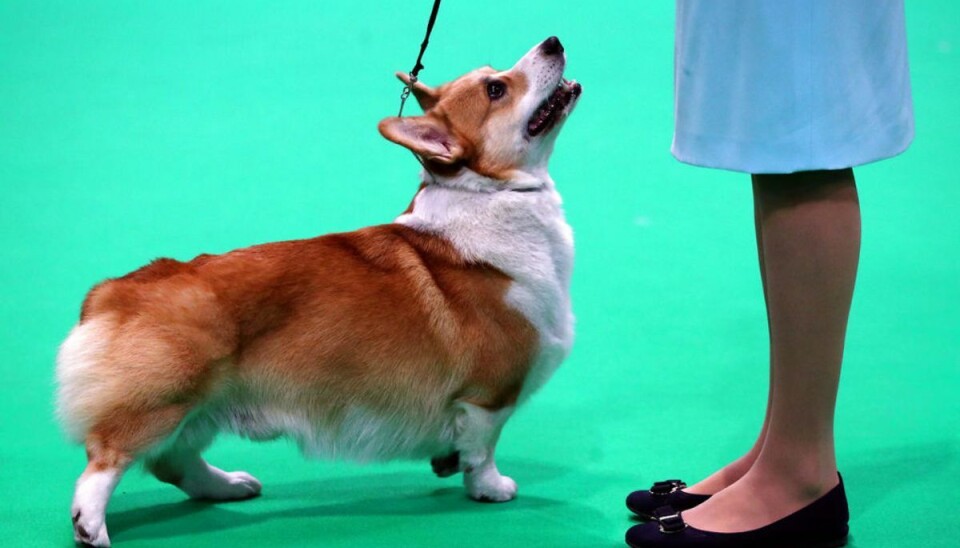 Livet som corgi på Buckingham Palace er slet ikke så tosset. For så har man nemlig både egen menu, private tjenere, eget værelse og specielle fletkurve. Klik videre for flere billeder. Foto: Scanpix/REUTERS/Hannah McKay Livet som corgi på Buckingham Palace er slet ikke så tosset. For så har man nemlig både egen menu, private tjenere, eget værelse og specielle fletkurve. Klik videre for flere billeder. Foto: Scanpix/REUTERS/Hannah McKay