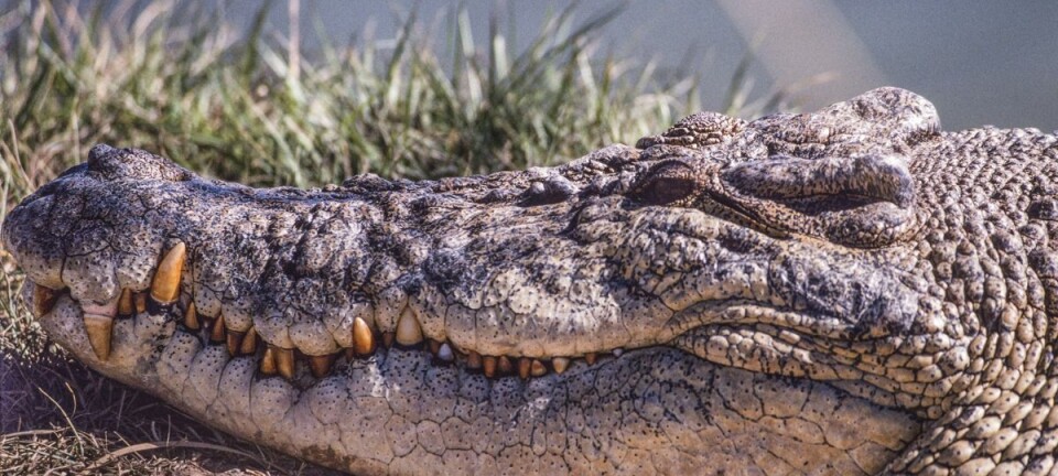 Advarer mod krokodiller